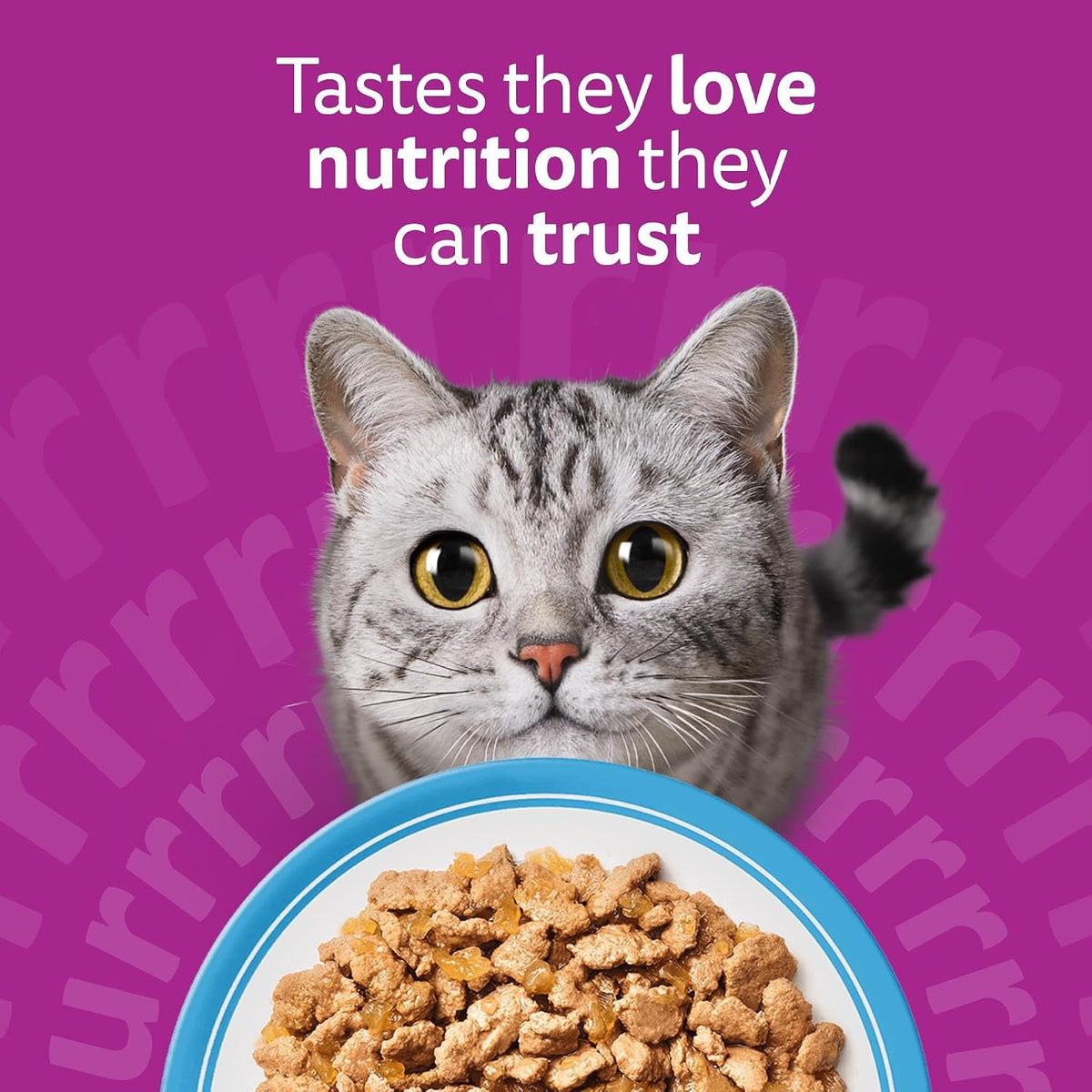 WHISKAS Adult Wet Cat Food in Jelly 40x85g Fish Favourite1 Rosh Posh Ltd